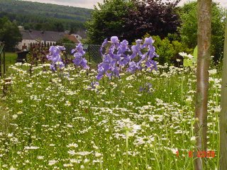 Blumenwiese hinterm Haus